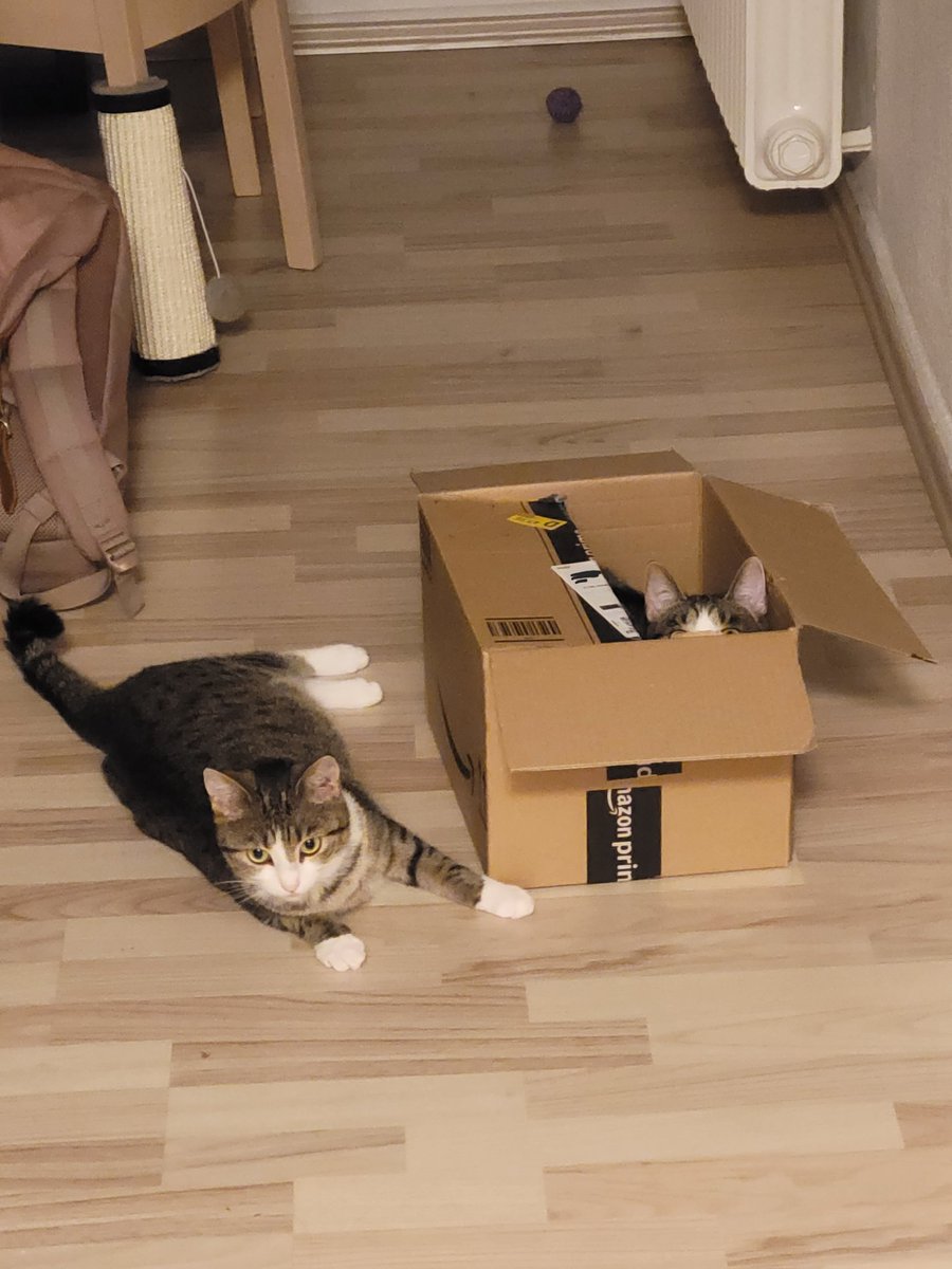 KarvinCats's tweet photo. 👀

Hana und Nala von den #Nordstadtkatzen https://t.co/FmV9ehmxNT
