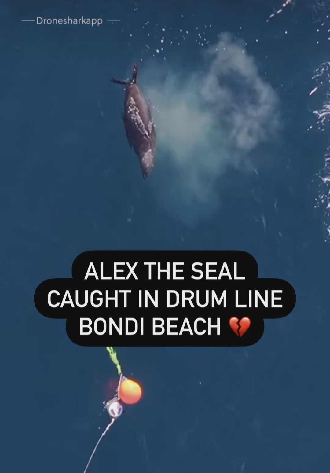 Animal Justice Party on X: Alex the seal is a friendly Bondi