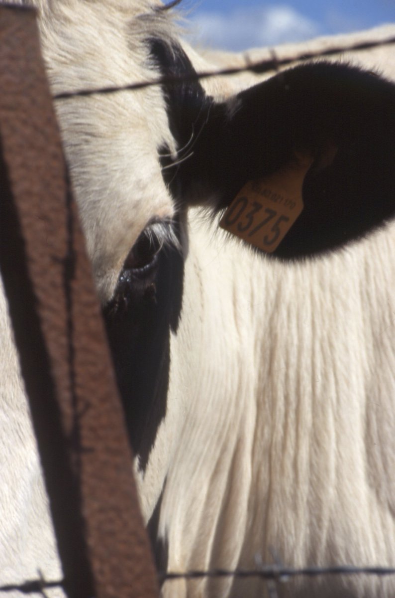 CMaisse's tweet photo. "Je ne suis pas un numéro"
#vache
#numéro
#0375
#barbelé
#diapositive
#photography https://t.co/Q3LkxBFZfF
