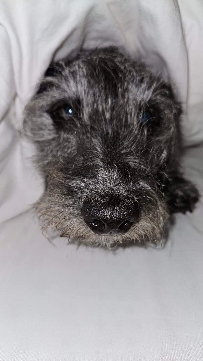 PatterjackThe's tweet photo. How rude. Dad expected me to move from his side of the bed. #ImSoComfy https://t.co/KQMFy8jThY