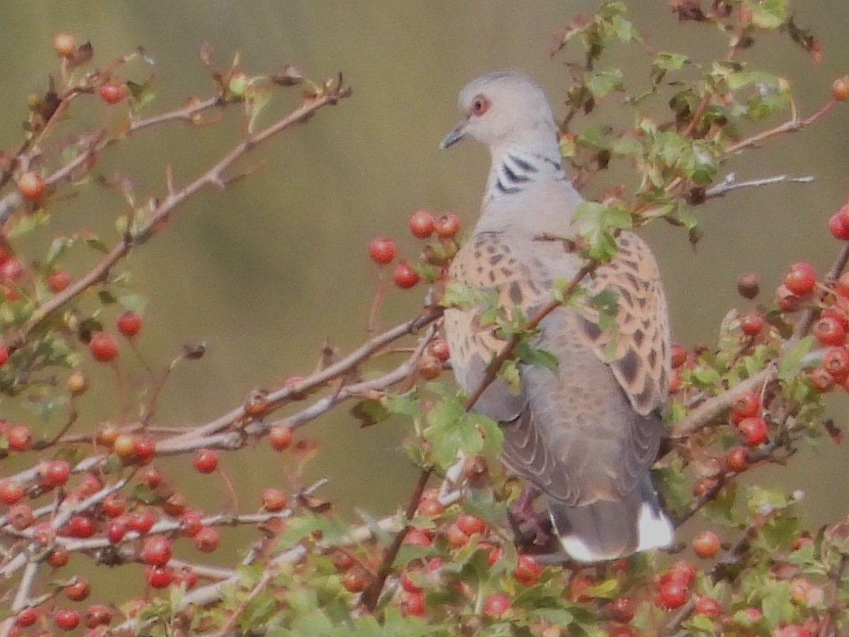 NorthWallBirder's tweet photo. Turtle dove at the North Wall today. https://t.co/c8fB5bZQPz