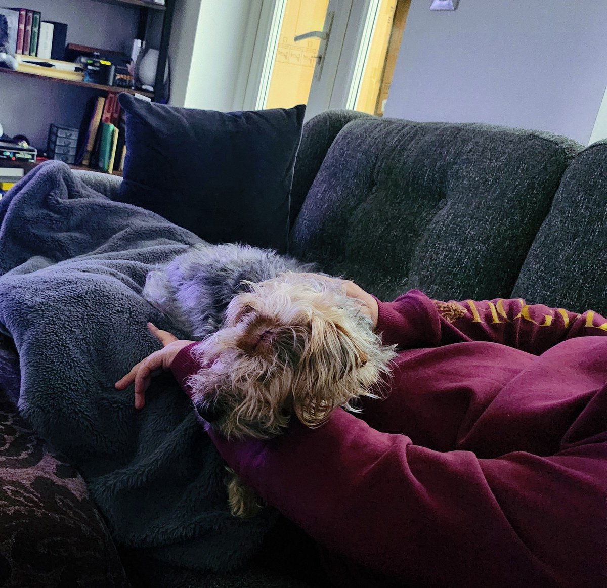 PyroRat18's tweet image. So shiloh, the potato had his surgery today, and it went well.
He's a sleepy boy now.