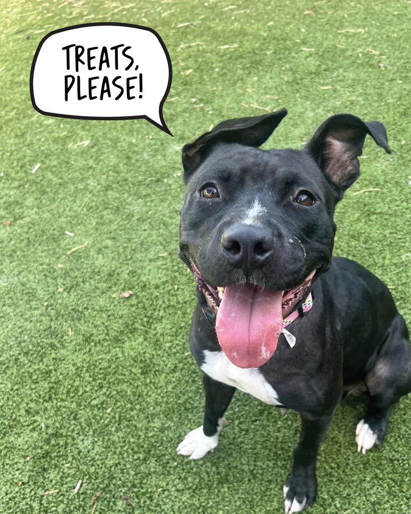austinanimals's tweet photo. We are running low on treats, chews, and crates - if you're able, please consider purchasing something off of our Amazon Wishlist! https://t.co/iJ0BKMchP4

Pictured: Sparkler A884074 https://t.co/3QLc5Q6WQq https://t.co/hzKO4RY7xh