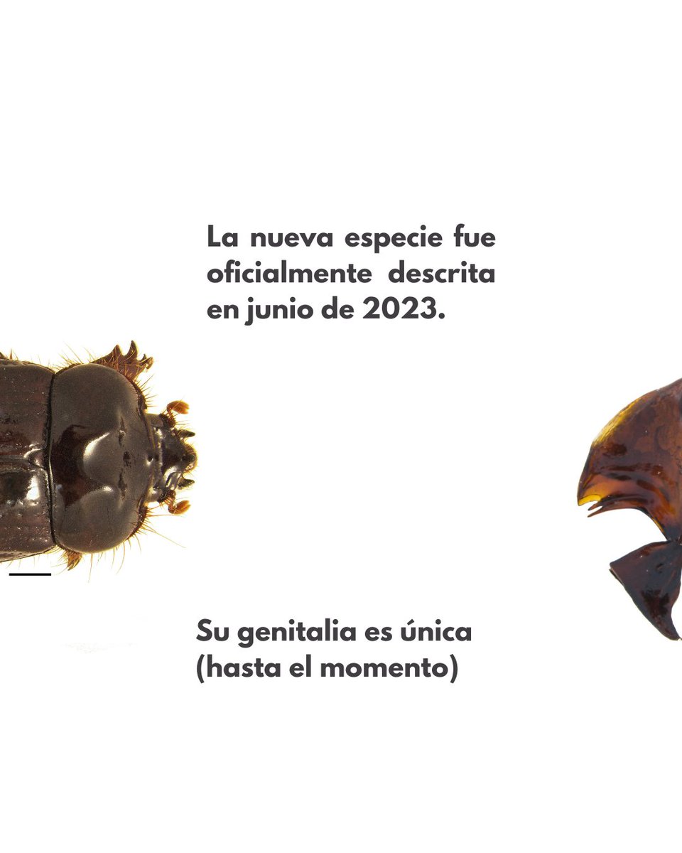 inst_humboldt's tweet photo. Después de tres años de estudio, se confirma el descubrimiento de una nueva especie en Colombia. Todos los detalles de este linaje en: https://t.co/kKJVHDdOEd https://t.co/py4c5O9oNu