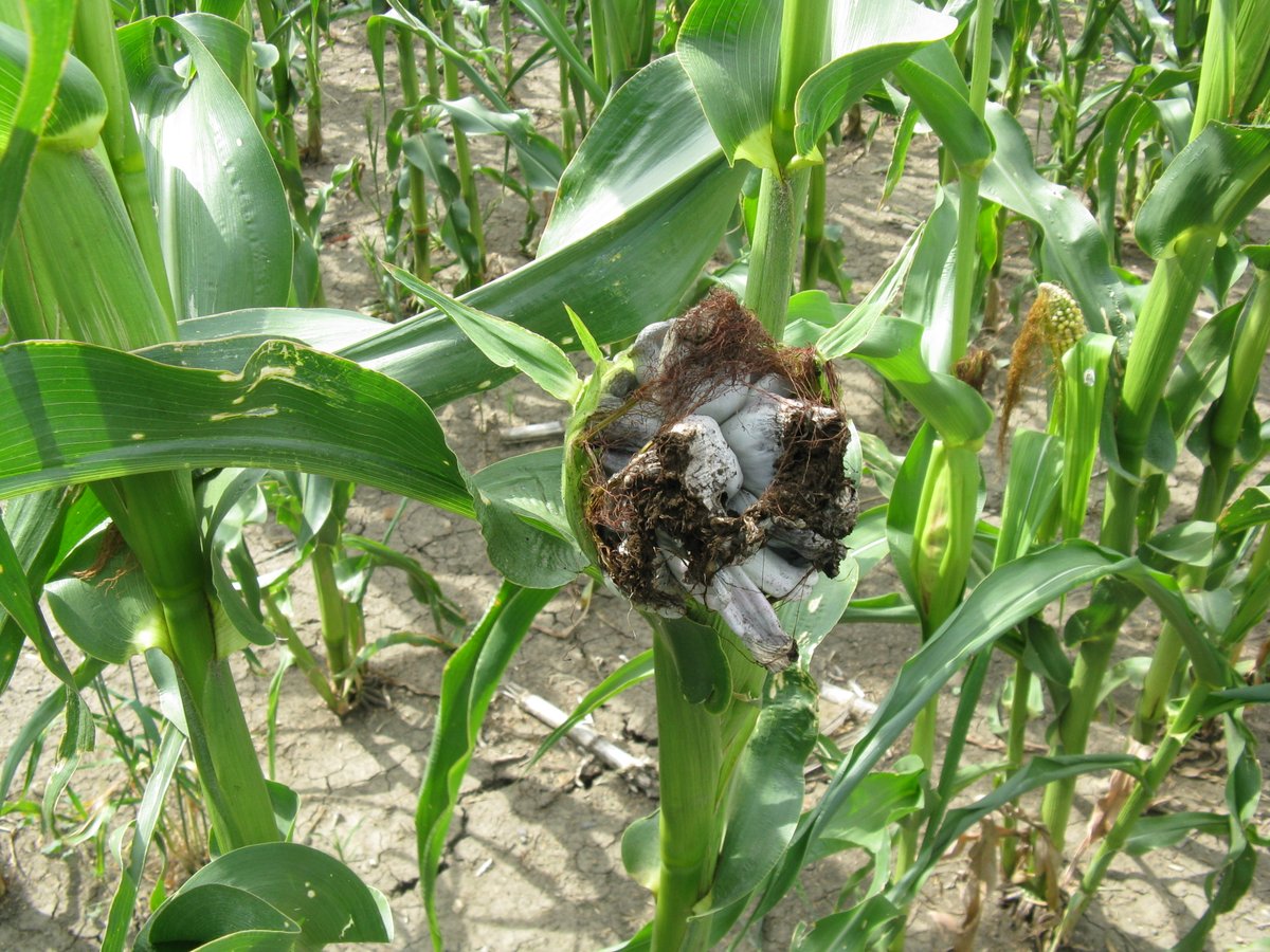 As cornfields begin to mature, you may be noticing greyish, black blobs where an ear is supposed to be. Find out what these are and how you can manage them:

saskatchewan.ca/business/agric…

#SaskAg