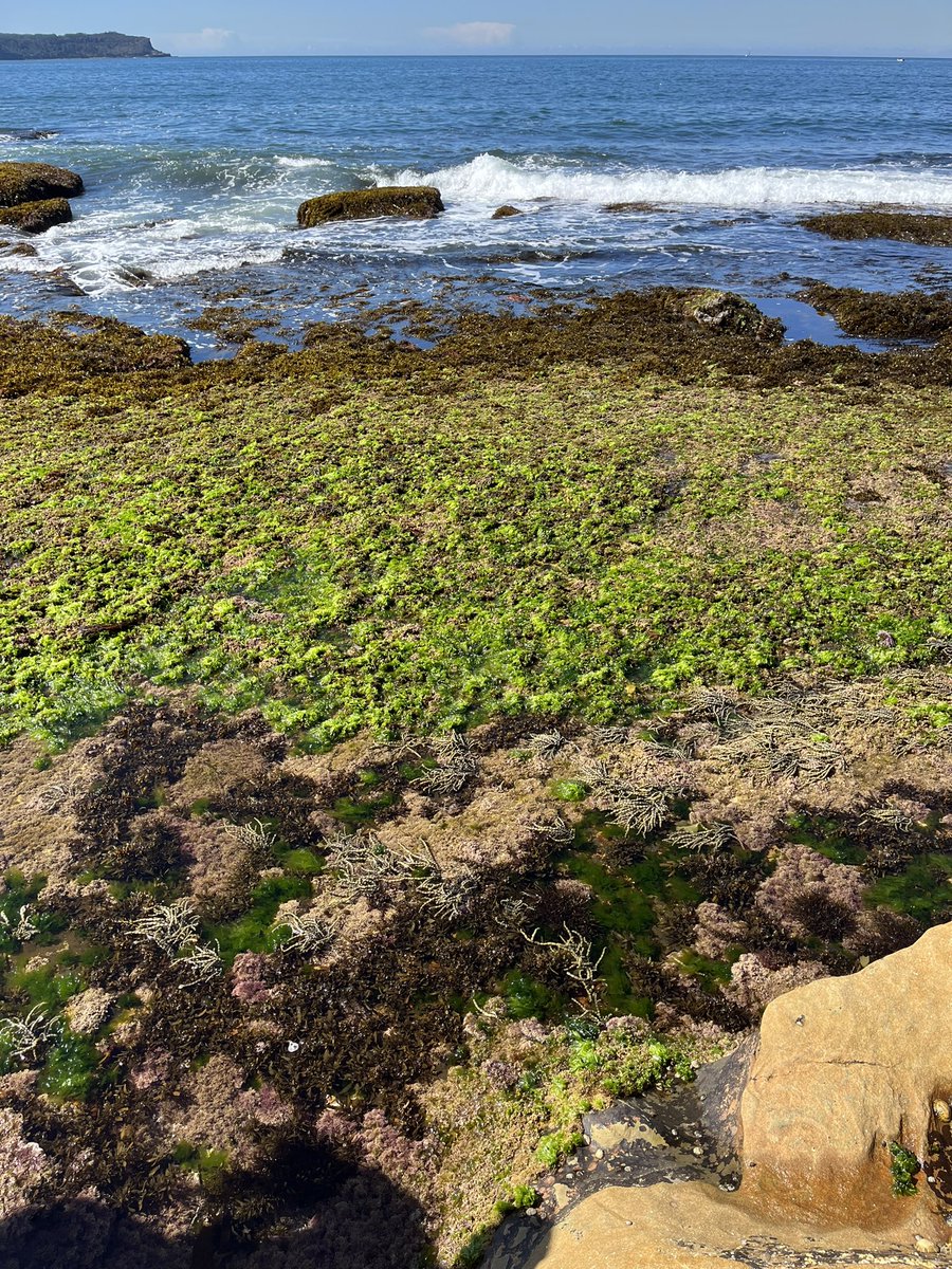 Ze Hoe Lee tweet media