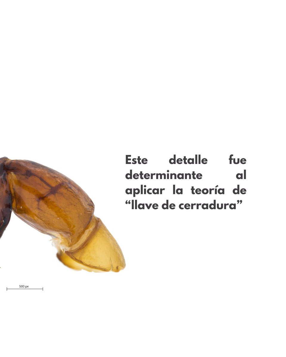 inst_humboldt's tweet photo. Después de tres años de estudio, se confirma el descubrimiento de una nueva especie en Colombia. Todos los detalles de este linaje en: https://t.co/kKJVHDdOEd https://t.co/py4c5O9oNu