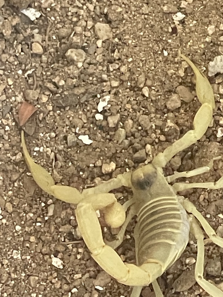 thunefeld's tweet photo. it's hot here in the Sonoran desert of eastern san diego... even the desert scorpions are seeking shelter in the irrigated shrubs    #AnzaBorregoDesertStatePark https://t.co/YDgM5Yk54Z… https://t.co/JM7WwrYjfh #AnzaBorregoTrackingTeam  
#AnzaBorregoDesert #BorregoSprings https://t.co/oSQHMuxHxO