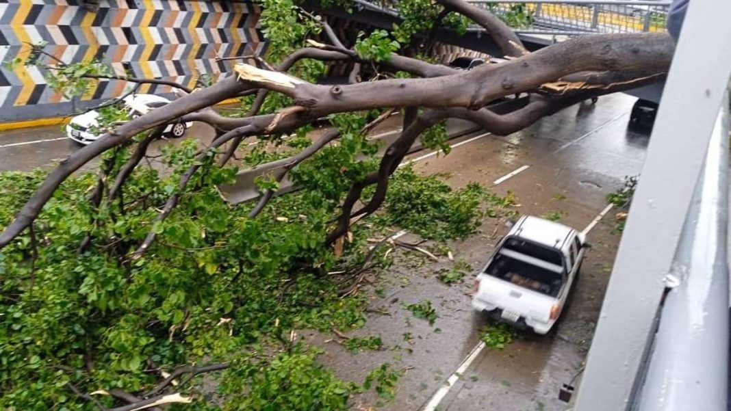 contrapuntovzla's tweet photo. Podas mal hechas se asocian con la caída de árboles en Caracas y otras ciudades del país, advierte experta https://t.co/DL4wcXT5kX https://t.co/FWbwYM0Jng