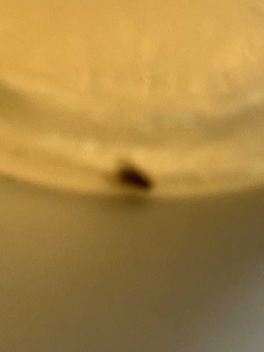 roseannwalsh's tweet photo. @Starbucks I got a bug of some sort (fly?) in my drink today. 🤮 I was too far from the store to return it and halfway through my drink when my grandson spotted it. How do I get a refund? https://t.co/T0HMfFjuWX