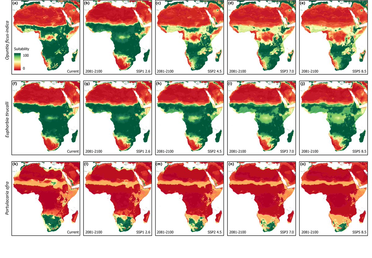 Global Change Biology Bioenergy (@gcb_bioenergy) on Twitter photo || NEW RESEARCH ||
Droughtâtolerant succulent plants as an alternative crop under future global warming scenarios in subâSaharan Africa
đ bit.ly/3L3oiGO
<a href="/oxmartinschool/">Oxford Martin School</a> <a href="/CBuckland9/">Catherine Buckland</a> <a href="/JonasJaegermeyr/">Jonas Jägermeyr</a> <a href="/kalaharidave/">David Thomas</a> <a href="/oxfordgeography/">SoGE, University of Oxford</a> <a href="/AgMIPnews/">AgMIP</a> || NEW RESEARCH ||
Droughtâtolerant succulent plants as an alternative crop under future global warming scenarios in subâSaharan Africa
đ bit.ly/3L3oiGO
<a href="/oxmartinschool/">Oxford Martin School</a> <a href="/CBuckland9/">Catherine Buckland</a> <a href="/JonasJaegermeyr/">Jonas Jägermeyr</a> <a href="/kalaharidave/">David Thomas</a> <a href="/oxfordgeography/">SoGE, University of Oxford</a> <a href="/AgMIPnews/">AgMIP</a>