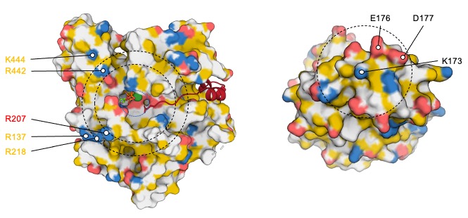 Eilika Weber-Ban Lab (@ewb_lab) on Twitter photo Pupylation is a bacterial protein modification related to ubiquitination. Want to know how the only ligase, PafA, selectively recognizes a broad range of substrates? Check out the new study by Matthias Block <a href="/MF_Block/">Matthias Block</a> et al from <a href="/EWB_Lab/">Eilika Weber-Ban Lab</a>.
nature.com/articles/s4146… Pupylation is a bacterial protein modification related to ubiquitination. Want to know how the only ligase, PafA, selectively recognizes a broad range of substrates? Check out the new study by Matthias Block <a href="/MF_Block/">Matthias Block</a> et al from <a href="/EWB_Lab/">Eilika Weber-Ban Lab</a>.
nature.com/articles/s4146…