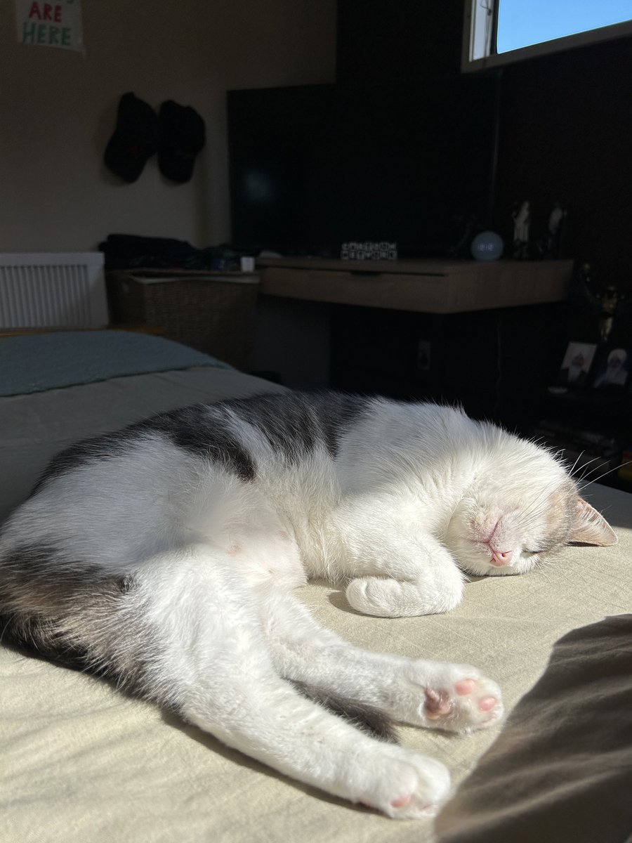 closclouds's tweet image. introducing our new rescue cat, Dori 🥺
She was believed to have been dumped and went to the organisation with kittens PLUS pregnant. 
she now lives a peaceful life with us and has completed our little family 🩵🦋