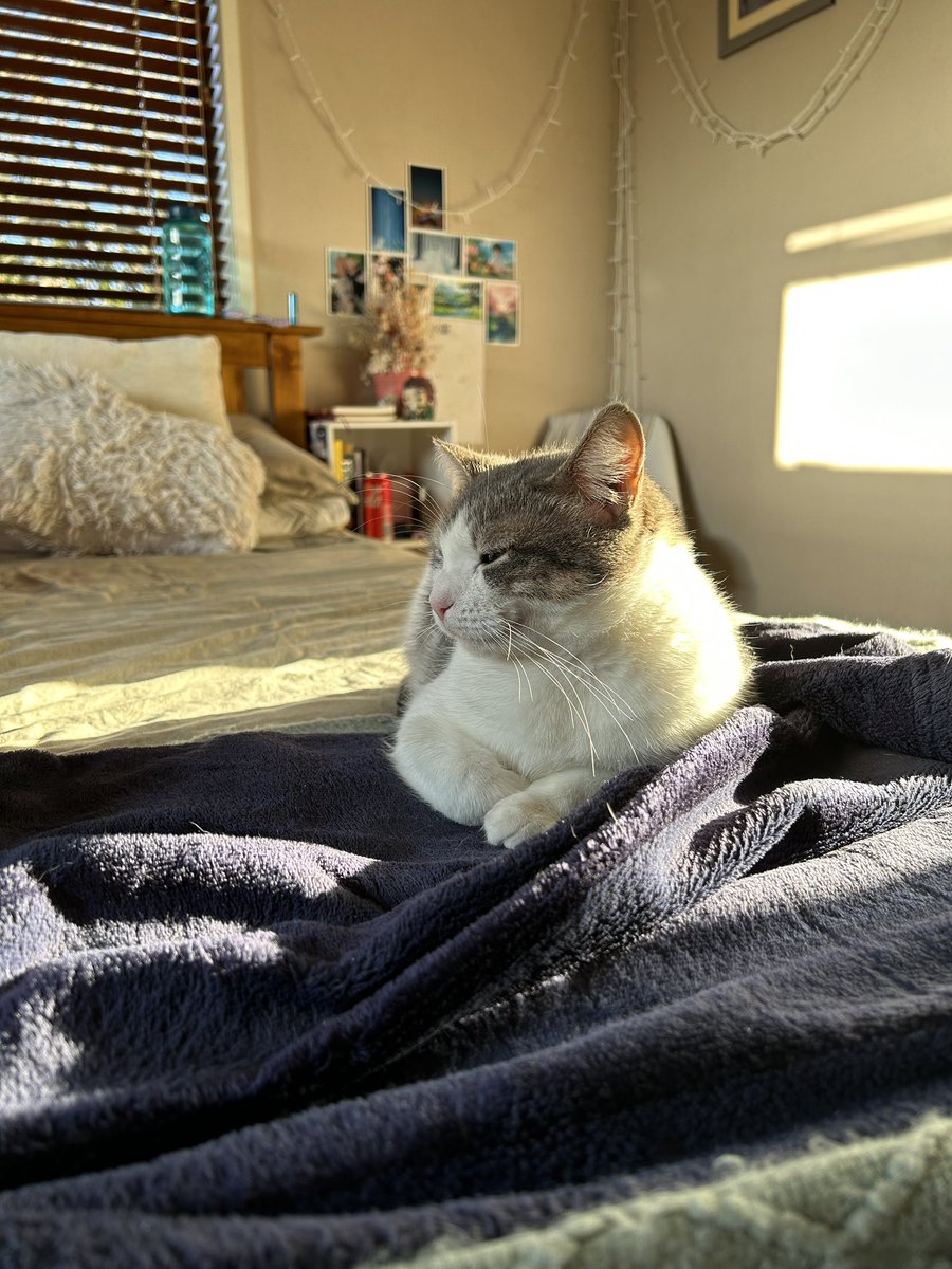 closclouds's tweet image. introducing our new rescue cat, Dori 🥺
She was believed to have been dumped and went to the organisation with kittens PLUS pregnant. 
she now lives a peaceful life with us and has completed our little family 🩵🦋