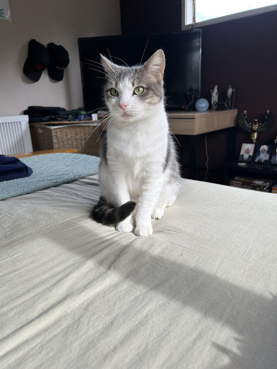 closclouds's tweet image. introducing our new rescue cat, Dori 🥺
She was believed to have been dumped and went to the organisation with kittens PLUS pregnant. 
she now lives a peaceful life with us and has completed our little family 🩵🦋