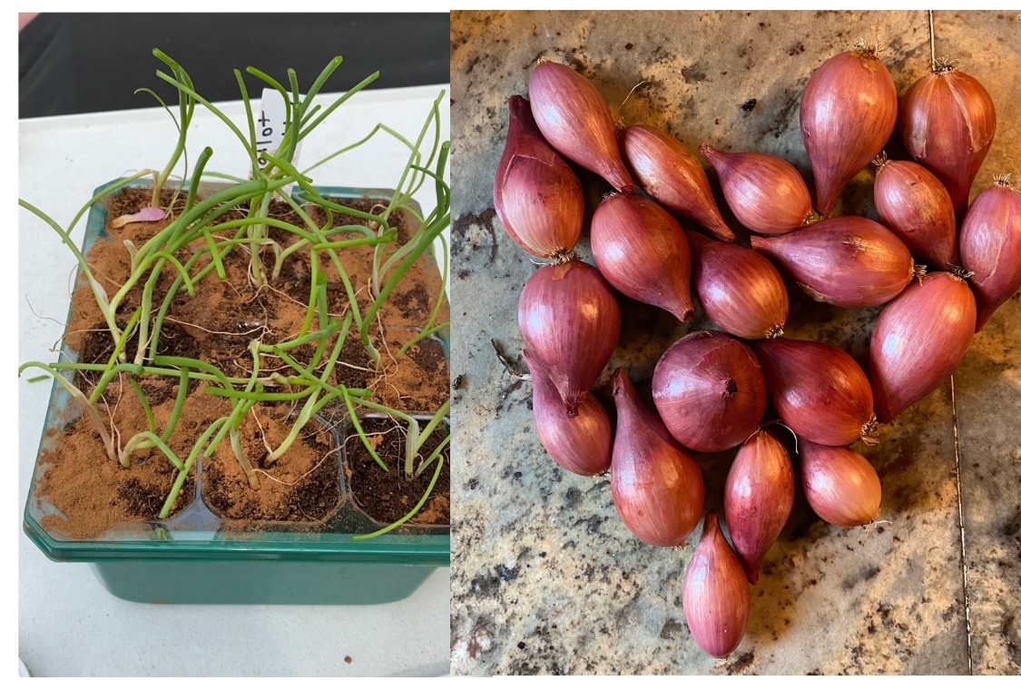 GardenLoveDiary's tweet photo. Our shallot onions grown from seed 🙌
#howitstarted #howitsgoing #beforeandafter #transformation #GardeningTwitter #gardensofx https://t.co/vTWEGjus0v