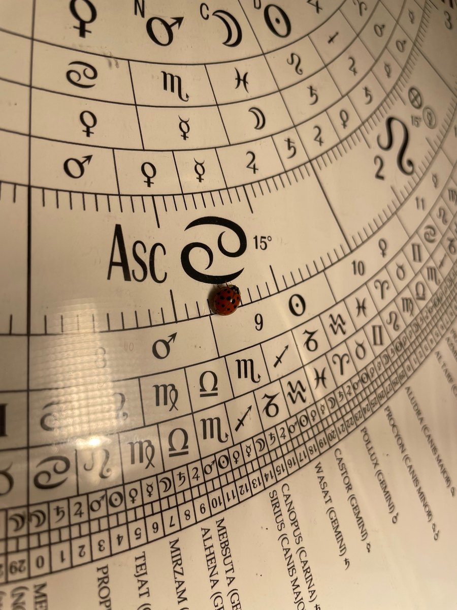 omen of the night: a ladybug chilling at the exact asc degree of the thema mundi for hours 🐞