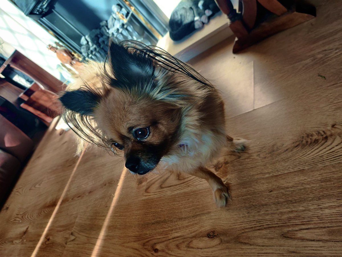 ItsChloeCleary's tweet photo. @bunsenbernerbmd My dog, Fudge, was ferociously loving. She chose who she trusted, and once you made it onto that list, you were her person - no questions asked. She was happiest in the sun, surrounded by family. I loved her from start to finish. I miss her soo much. https://t.co/PfoCZQAfQW