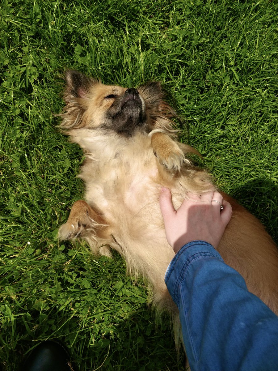 ItsChloeCleary's tweet photo. @bunsenbernerbmd My dog, Fudge, was ferociously loving. She chose who she trusted, and once you made it onto that list, you were her person - no questions asked. She was happiest in the sun, surrounded by family. I loved her from start to finish. I miss her soo much. https://t.co/PfoCZQAfQW