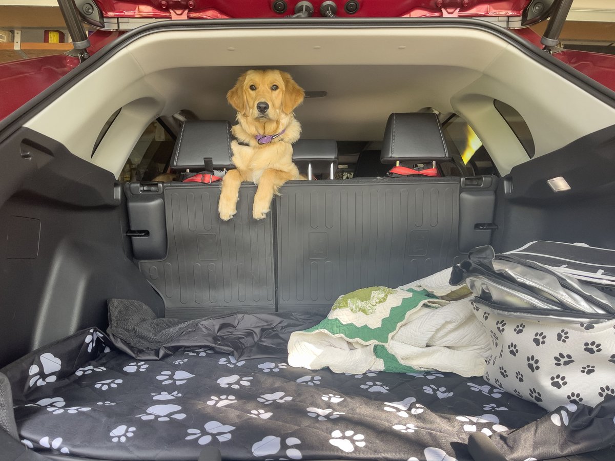 DAY 13: No table to sit on today, so the back seat of a car will have to suffice in helping her stay off the ground. #goldenretriever #goldenpuppy #goldenoftheday