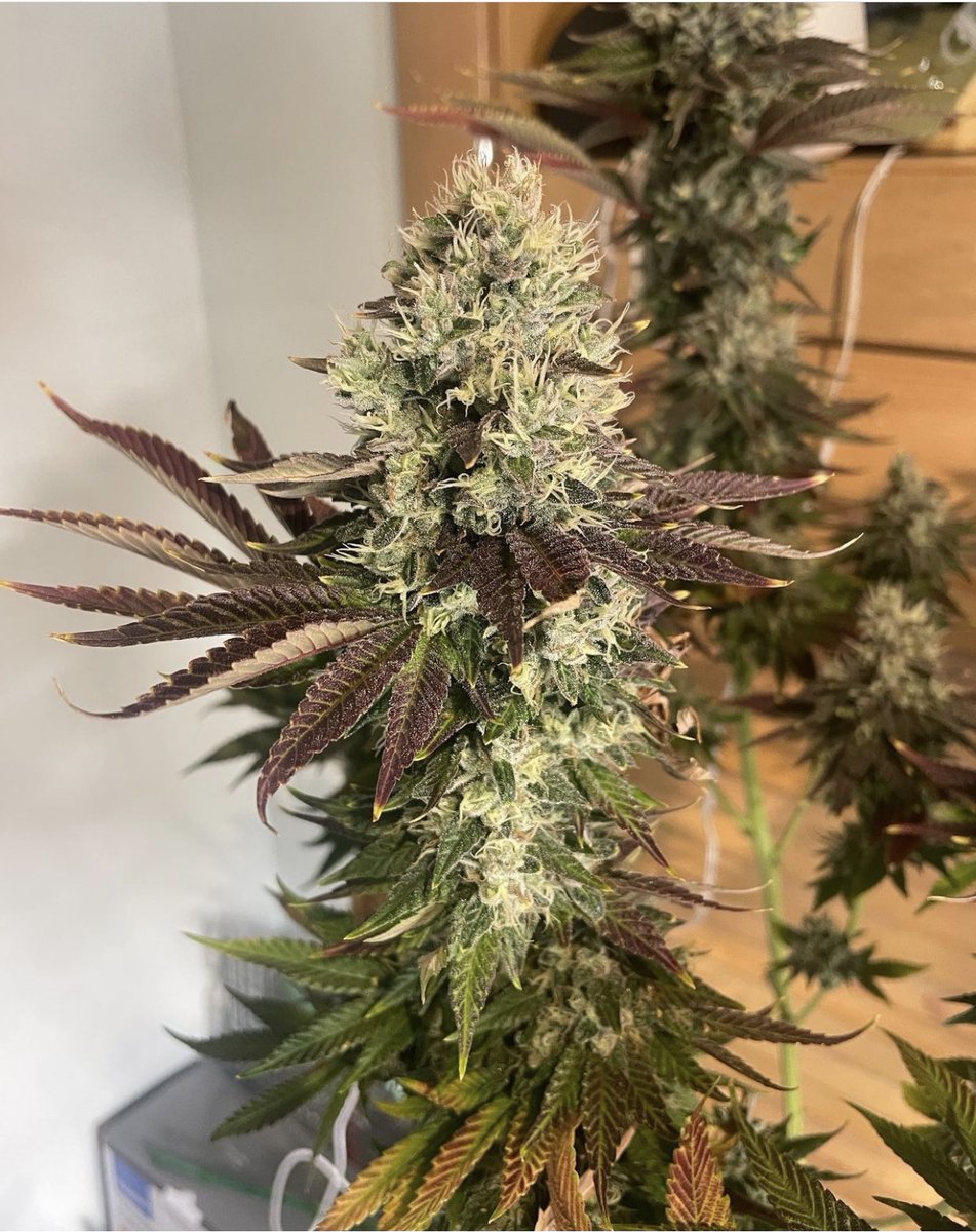 New to growing or the grow scene? Well we got you covered here at #GreenHandgenetics with plentiful selections of both #autoflower and #photoperiod strains along with a dedicated discord with helpful growers to guide you on your way to harvest 👉Link in Bio #CannaFam #MMJ #Grow