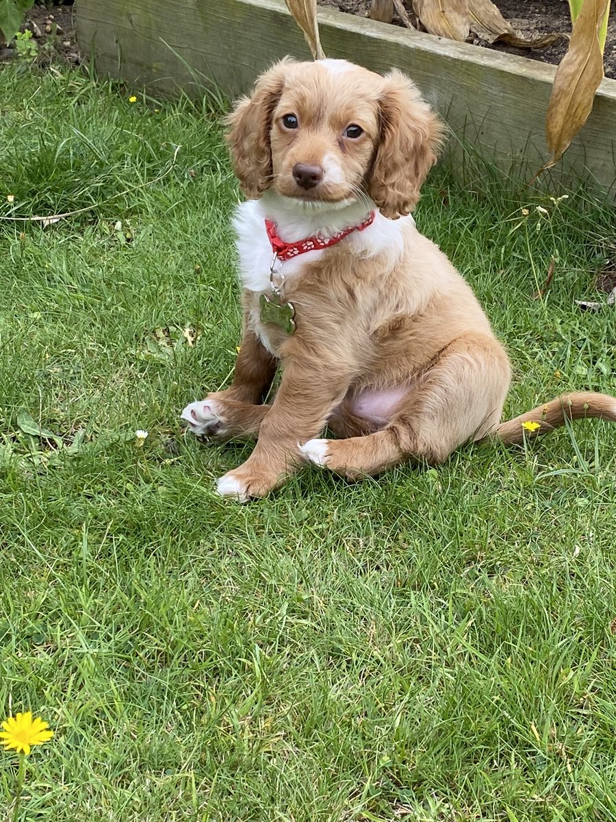 CatT1970's tweet photo. How on earth am I going to manage without this little bundle when I go back to school? Betsy joined us last week at 8 weeks old - so in love and will miss the constant cosy cuddles! #cosydirect #puppiesoftwitter https://t.co/83ydUcgtba