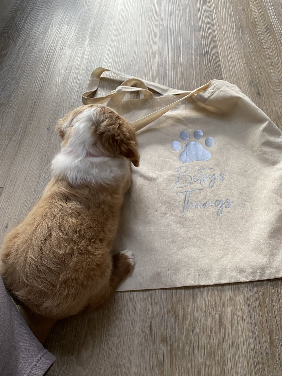 CatT1970's tweet photo. How on earth am I going to manage without this little bundle when I go back to school? Betsy joined us last week at 8 weeks old - so in love and will miss the constant cosy cuddles! #cosydirect #puppiesoftwitter https://t.co/83ydUcgtba