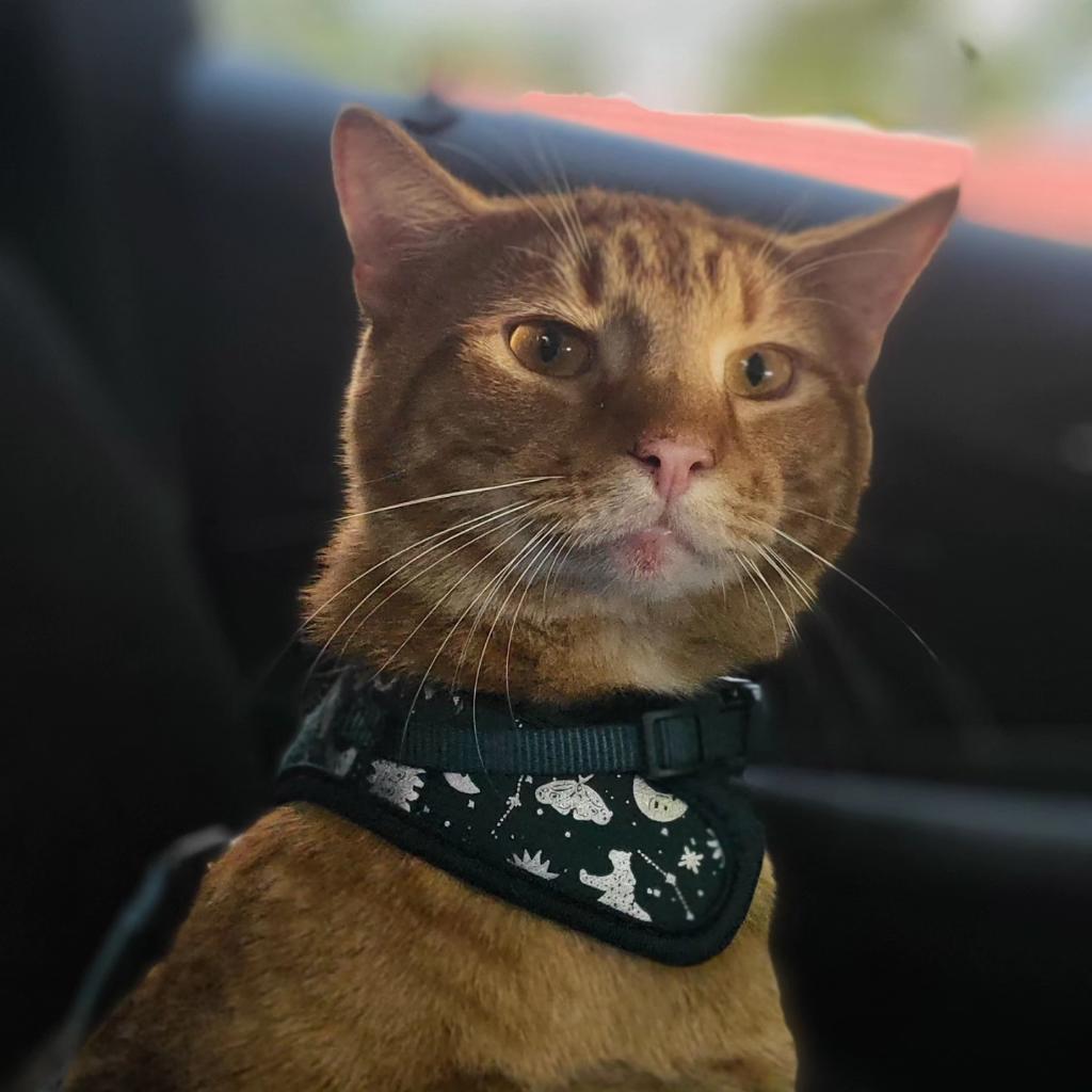 kittywuvs's tweet photo. @SunKenjiVT https://t.co/bIpVawx2ev