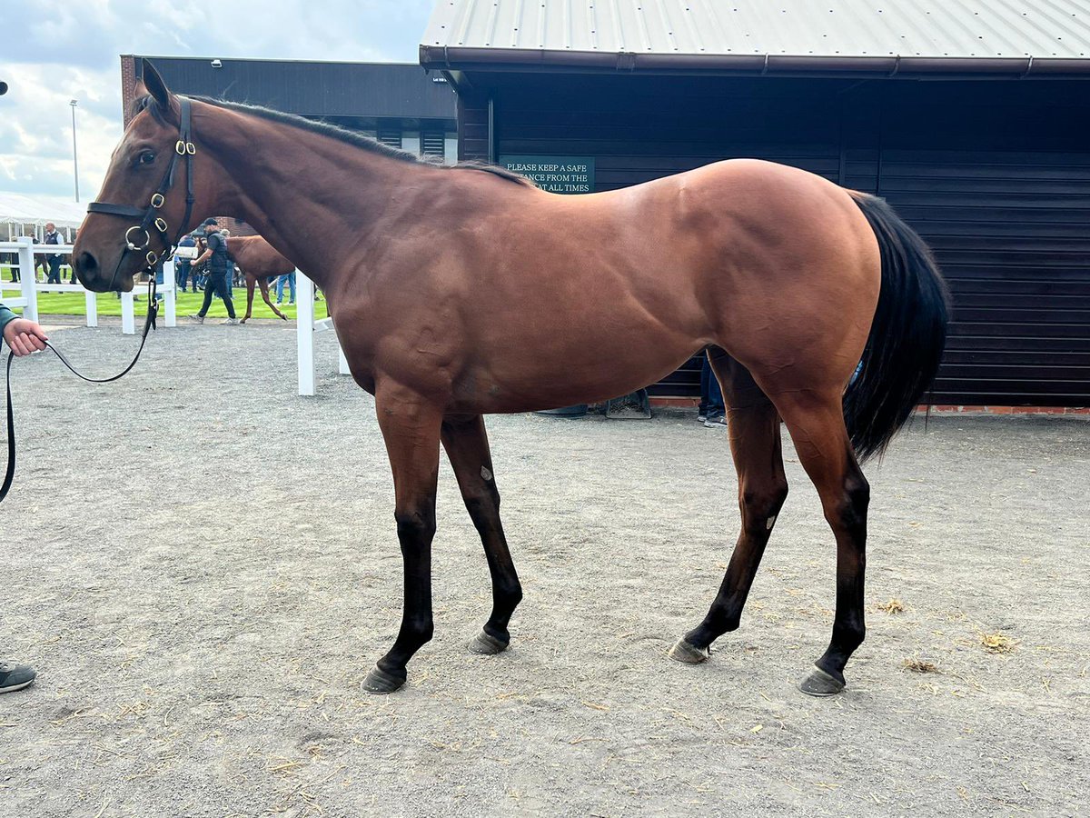 MeahLloyd's tweet photo. Yearling sales season kicked off well with this monster purchased @GoffsUK premier sale from the @HoStud draft by @jlbloodstock Delighted to have secured her for @EclipseTBP and trainer @almracing 🐎 #salesseason #findingvalue #stakeswinninghistory https://t.co/P9toP6HPtW