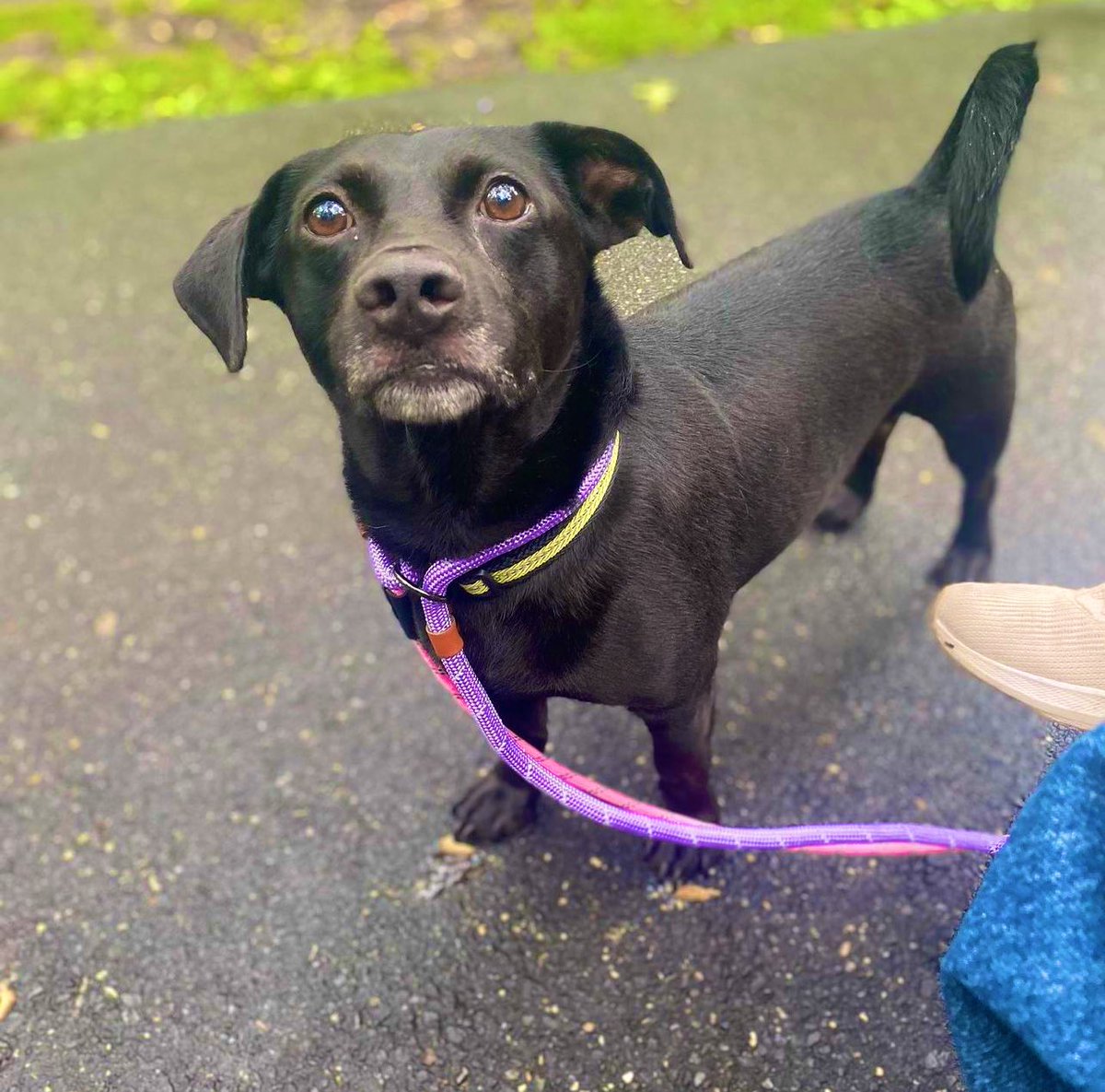 Introducing the cutest little munchkin, Maurice! This guy came to us from a municipal shelter in Georgia. He’s around 3 yrs old, 20 1bs & is very laid- back. He’s housetrained, good with other dogs & a snuggle bug. Apply to adopt Maurice @ nycscr.org #adoptables