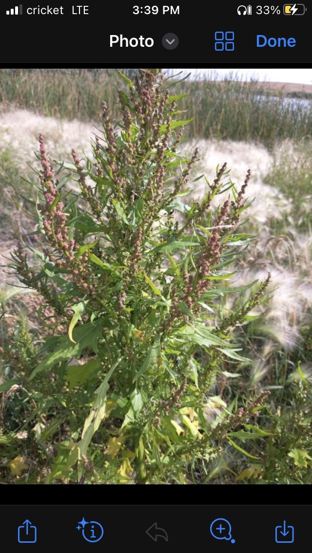 Name this weed please