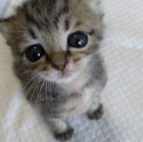 HumTwinkle's tweet image. Sayig nihc thimgs 2 me