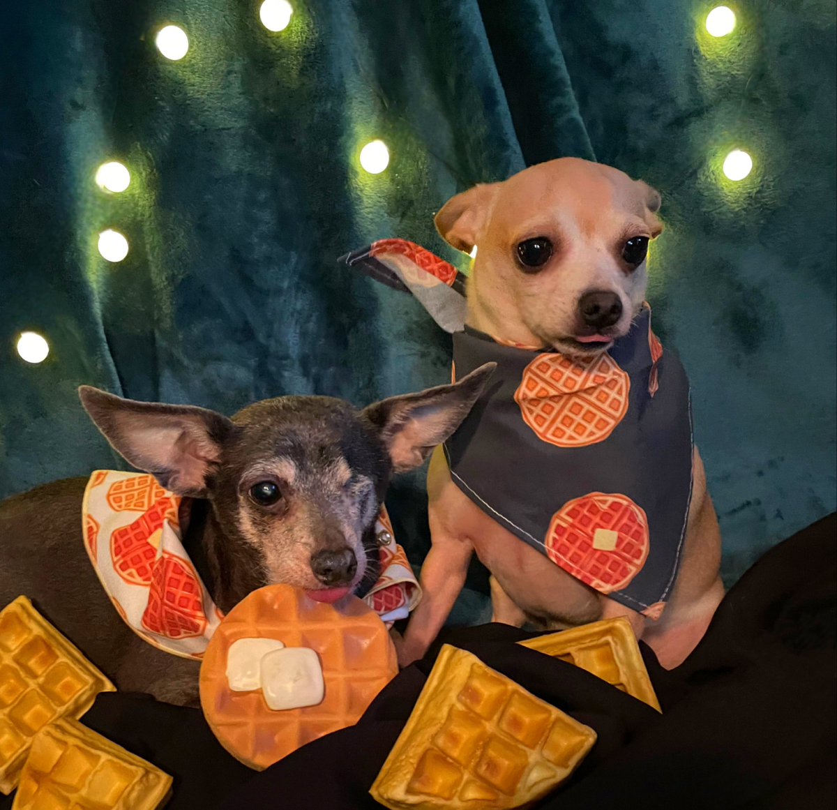 It’s a #NationalWaffleDay & #TongueOutTuesday mash-up!
🧇👅🧇
Shyla Mae & Jasper & their dainty chihuahua tongues love #WafflesWafflesWaffles !
🧇👅🧇
#Chihuahuas #RescueDogs #DogTwitter #DogsOfTwitter #DogsonTwitter #AdoptDontShop