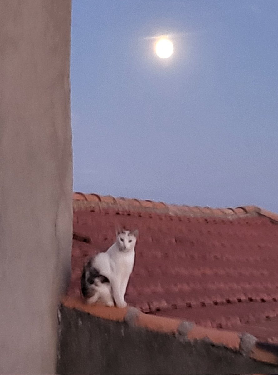 RosiiMadridista's tweet photo. Mis dos lunas.
#migata ☺️ https://t.co/OPuYmXmR81