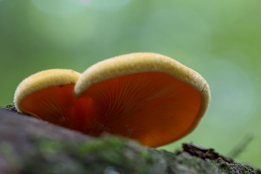 ghostpipesjam's tweet photo. This log was host to a bunch of these, I thought CoTW from afar, but up close looks like Mock Oyster (Phyllotopsis nidulans, maybe Phyllotopsis subnidulans?). #mushrooms #mushroom #fungi #nature #wildmushroom #wildmushrooms #mycology #NaturePhotography #mushroomtwitter https://t.co/bmXRoVWbUv