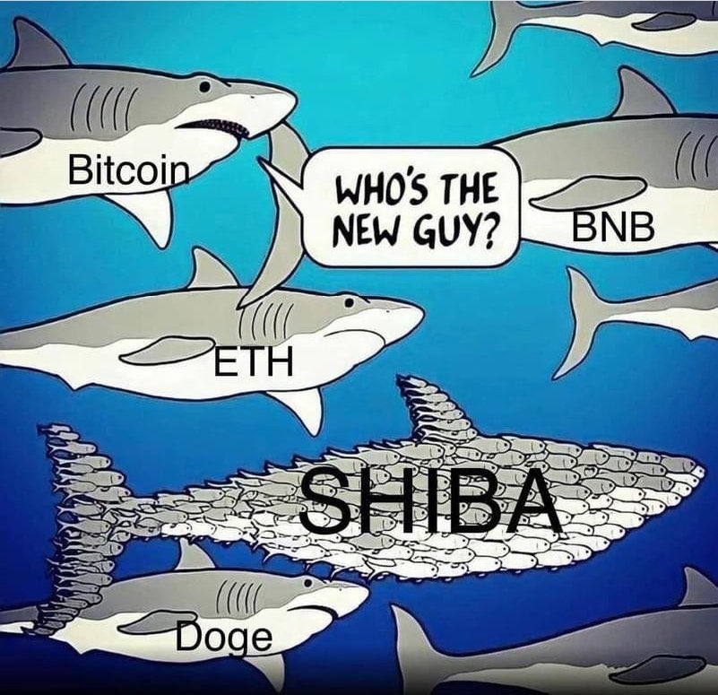 All with patience $SHIB 🔥