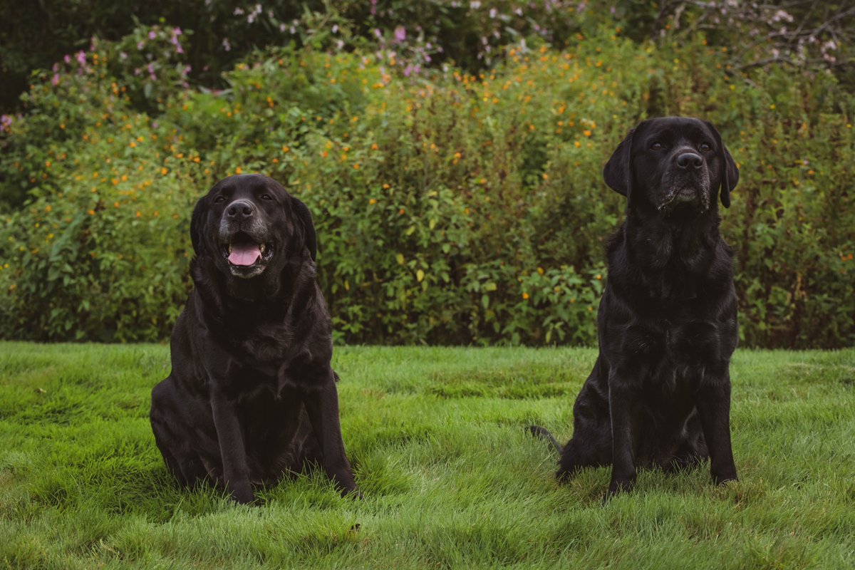 Martha Dillman tweet media