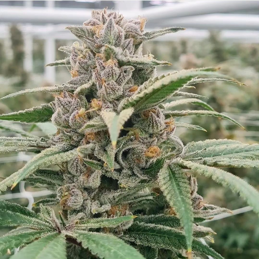 Guru-G #6 F2 (Quantum Breath x Nag Champa)
#CannabisCommunity