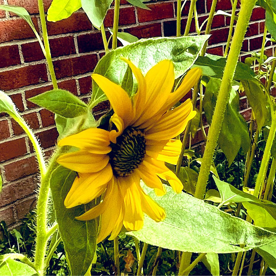 SusanKochVT's tweet image. They planted a bunch of sunflower seeds on the last day of school AND blossoms are opening for the first day of school tomorrow! #firstgrademagic #mrpsvt @BareaKatie @Bonesteelvt