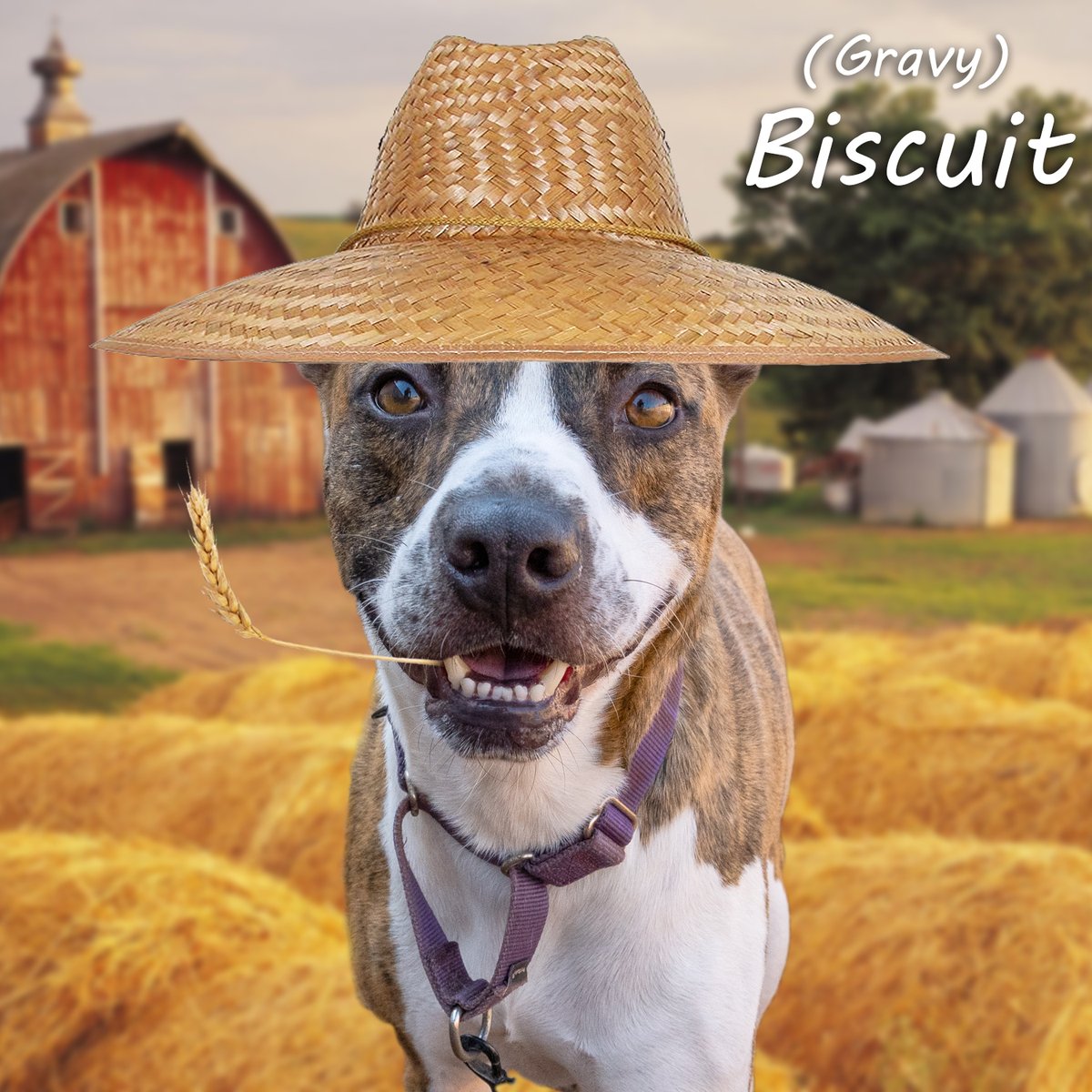 Yeehaw! Y'all come on down and adopt you a farmhand at Anderson County PAWS, open M, T, Th, F & Sat. 12 - 5!

#AndersonCountyPAWS #dogs #shelterpets #farm #barn #farmdog #adoptme #adopt #foster #rescue #shelterdog #anderson #sc #southcarolina #adoptdontshop