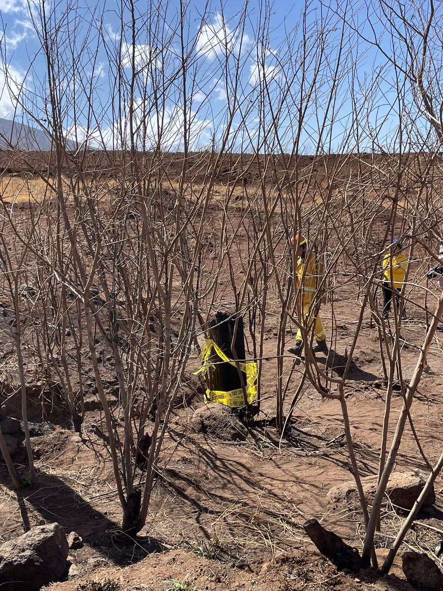 CalTweagle's tweet image. In Lahaina at one of the suspected origination points of the #LahainaFires #lahainafire