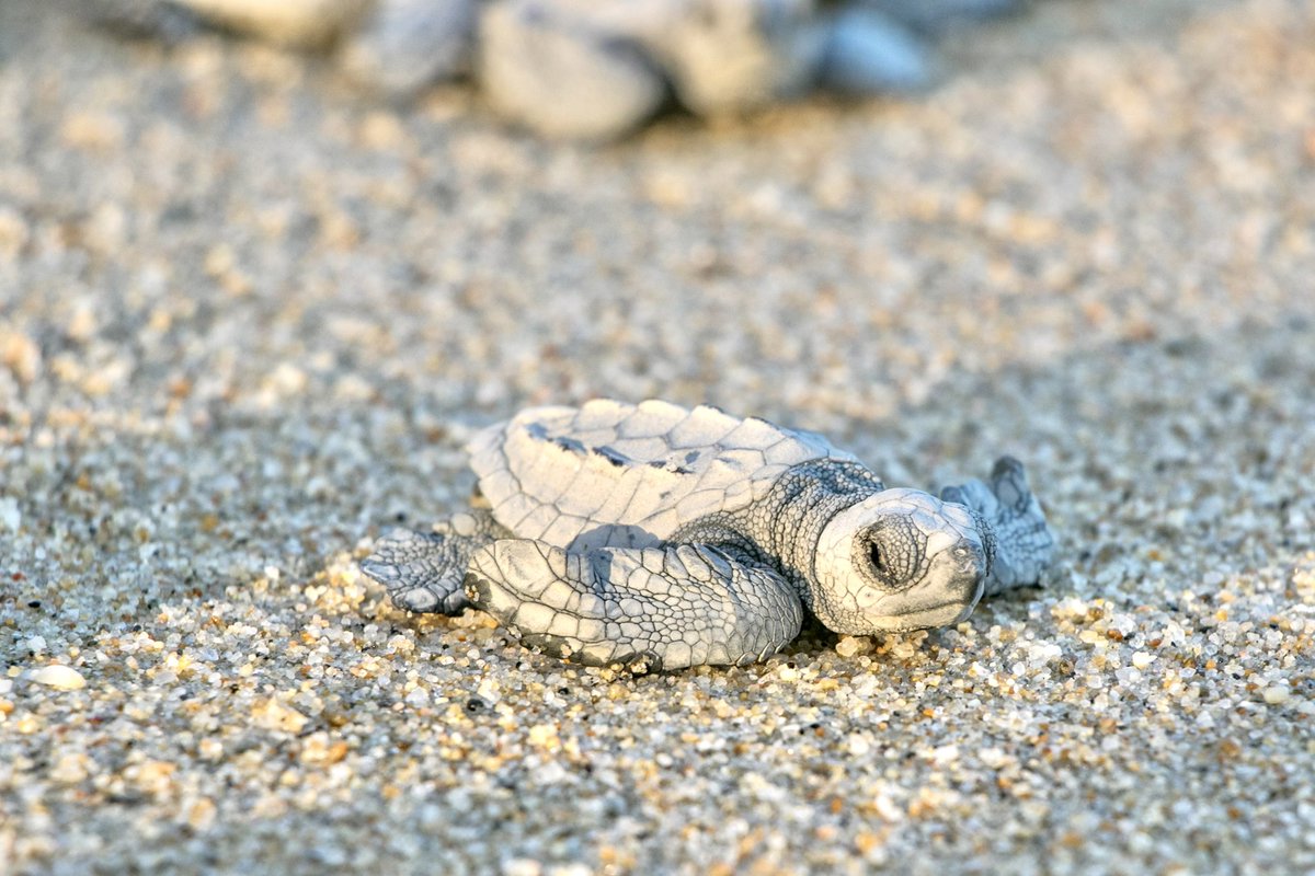 LunaCaboPM's tweet photo. Let's celebrate the beauty of life and the importance of conservation together. Join us in Los Cabos in September and October for an experience that will touch your heart and remind you of the wonders of our planet. @LosCabosTourism
#lunacabo #TurtleRelease #LosCabos #NatureLove https://t.co/A1lZoMVJbt
