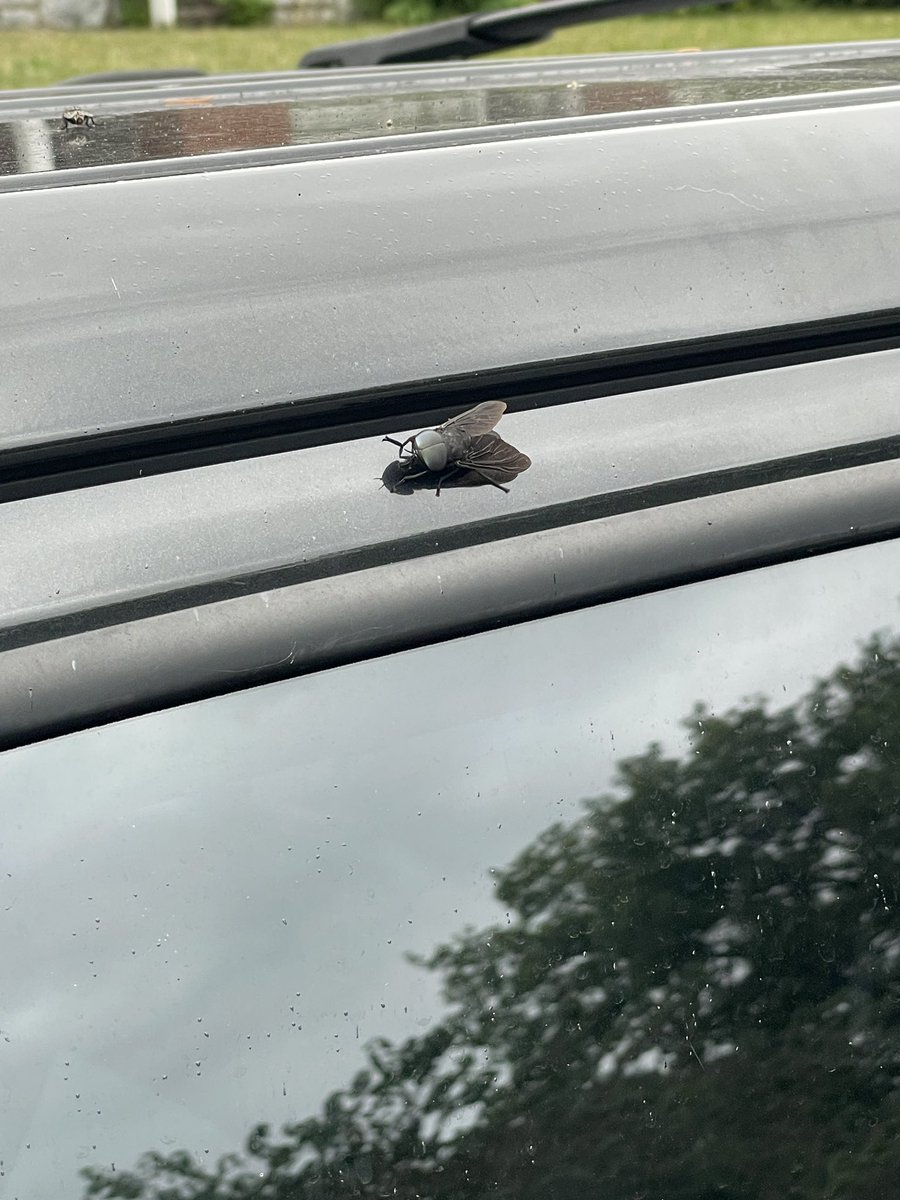mattcosner5's tweet image. Can SOMEONE please help me ID this thing?? What layer of the underworld is it from??? 😵💫
#bugidentification #sciencehelp #buglovers