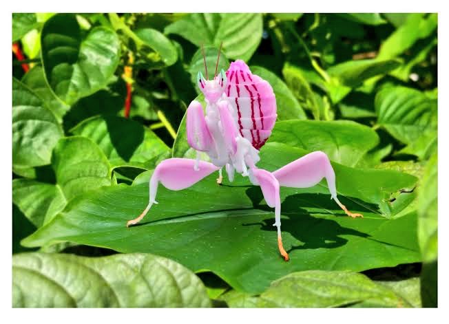 「ハナカマキリっていう東南アジアのとても美しいカマキリあるやん?人に媚びを売って殺」|鬼の絵師のイラスト