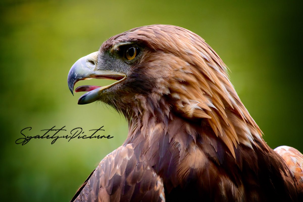 『Golden Eagle』

#イヌワシ
#野鳥
#PENTAX
#pentaxk3mkiii
#写真好きな人と繋がりたい 
#カメラ好きな人と繫がりたい
#写真で伝える私の世界 
#ファインダー越しの私の世界