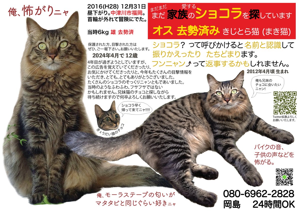 LoveHotChocolat's tweet photo. たくさんのそっくりさんに会いました。次こそ、次こそはショコラだと信じて。家族のショコラを探しています。ひょっとしたら今はフサフサではなくパサパサかもしれないけれど。#中津川 #保護猫 #迷子猫 #拡散RTお願いします #中津川市 https://t.co/pA960DzW89