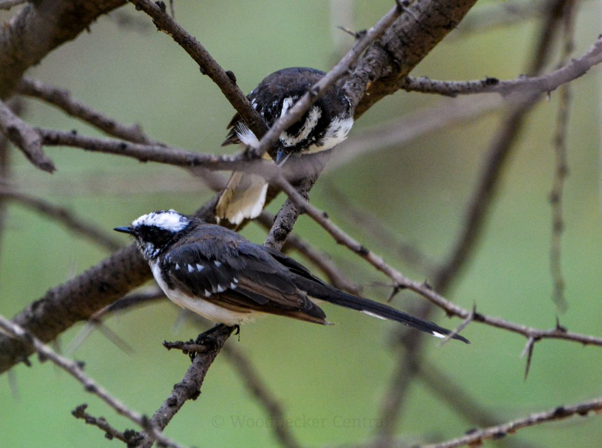 Woodpecker Central tweet media