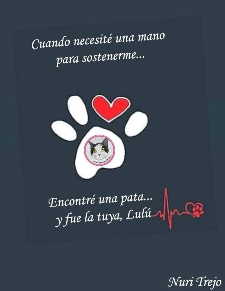 #29Ago Así que digan lo que digan, hagan lo que hagan…#Seguimos tras tus🐾🐾hasta tenerte nuevamente mi pastillita de amor, por eso mi #LuluSomosTodos mis manos🤲🏻 buscarán tus 🐾🐾 para q me sostenga #LuluEsDeTodos #DevuélvanALulu Ángeles terrenales y cese el #MaltratoAnimal 🐈‍⬛