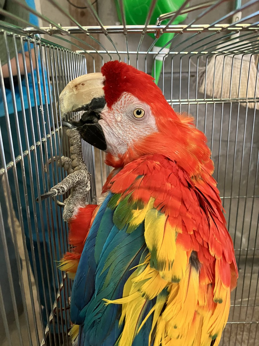 子ども動物園で飼育しているアカコンゴウインコとスミレコンゴウインコ