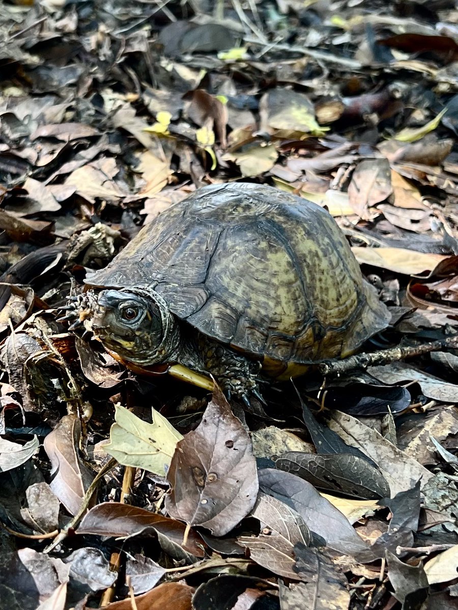 big rain? one must go turtling